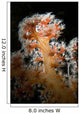 Backlit Soft Coral Lembeh Wall Decal