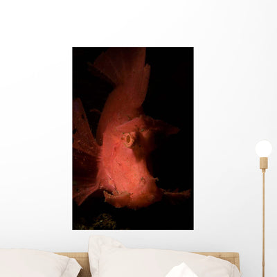 Portrait Weedy Scorpionfish Wall Decal shown on a wall