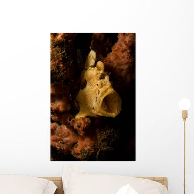 Painted Frogfish North Sulawesi Wall Decal Design 2 shown on a wall