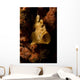 Painted Frogfish North Sulawesi Wall Decal Design 2