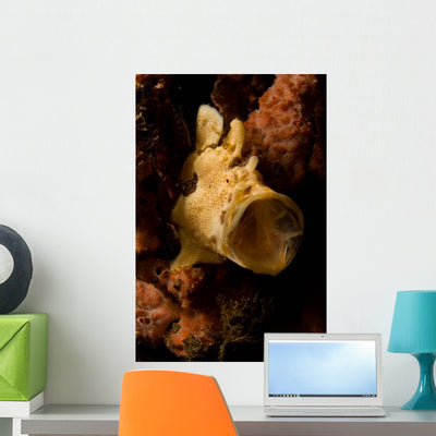 Painted Frogfish North Sulawesi Wall Decal Design 1 shown on a wall