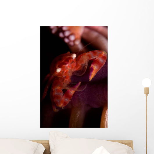 Four Lobed Porcelain Crab Wall Decal Design 3