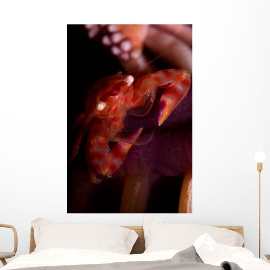 Four Lobed Porcelain Crab Wall Decal Design 3