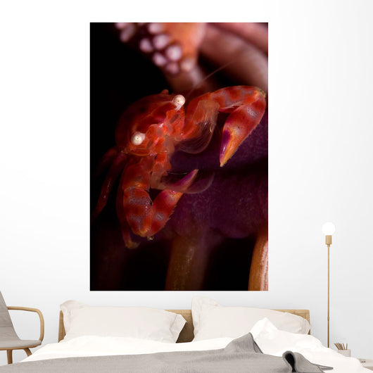 Four Lobed Porcelain Crab Wall Decal Design 3
