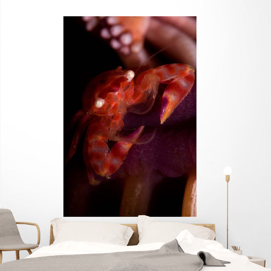 Four Lobed Porcelain Crab Wall Decal Design 3