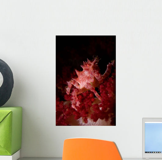 Soft Coral Crab North Wall Decal