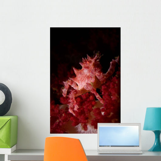 Soft Coral Crab North Wall Decal