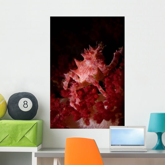 Soft Coral Crab North Wall Decal
