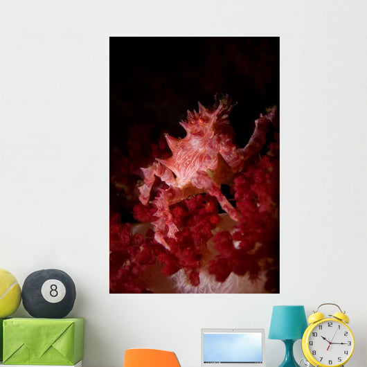Soft Coral Crab North Wall Decal