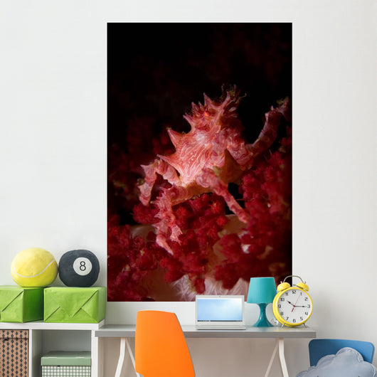 Soft Coral Crab North Wall Decal