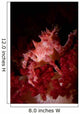 Soft Coral Crab North Wall Decal