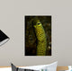 Portrait Taylor's Garden Eel Wall Decal