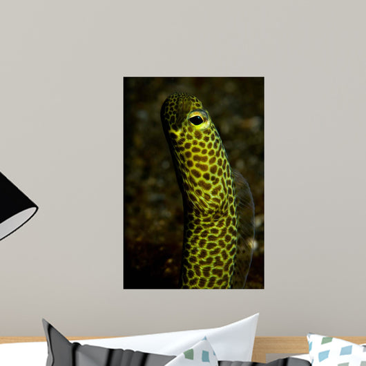 Portrait Taylor's Garden Eel Wall Decal