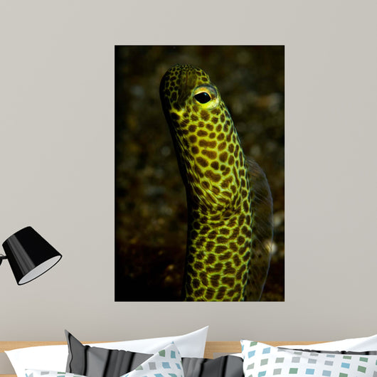 Portrait Taylor's Garden Eel Wall Decal