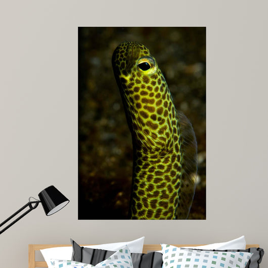 Portrait Taylor's Garden Eel Wall Decal