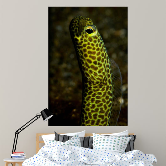 Portrait Taylor's Garden Eel Wall Decal