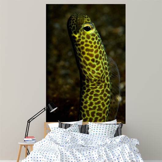 Portrait Taylor's Garden Eel Wall Decal