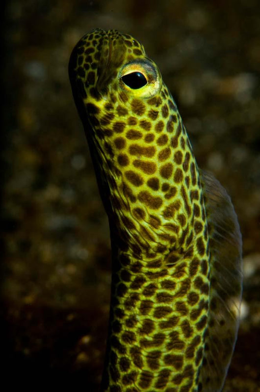 Portrait Taylor's Garden Eel Wall Decal