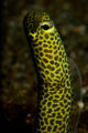 Portrait Taylor's Garden Eel Wall Decal