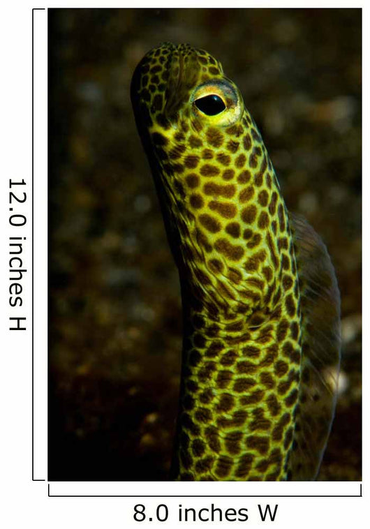 Portrait Taylor's Garden Eel Wall Decal