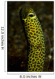 Portrait Taylor's Garden Eel Wall Decal
