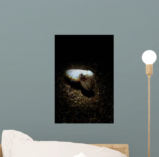 Cuttlefish Spotlight North Sulawesi Wall Decal
