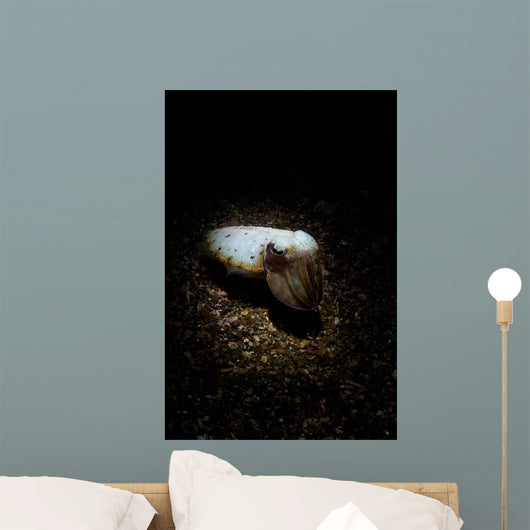 Cuttlefish Spotlight North Sulawesi Wall Decal