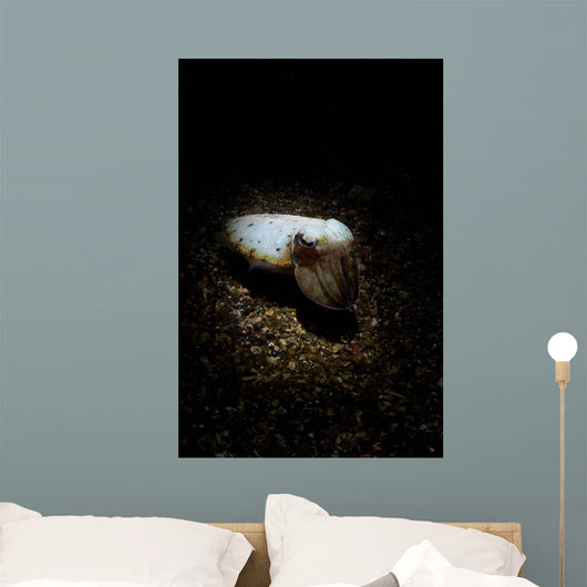 Cuttlefish Spotlight North Sulawesi Wall Decal