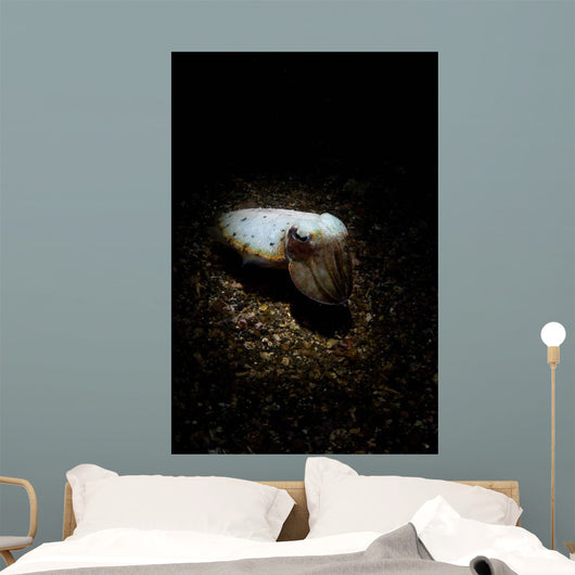 Cuttlefish Spotlight North Sulawesi Wall Decal