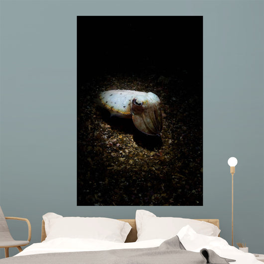 Cuttlefish Spotlight North Sulawesi Wall Decal