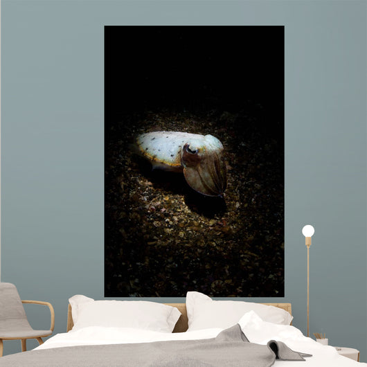 Cuttlefish Spotlight North Sulawesi Wall Decal