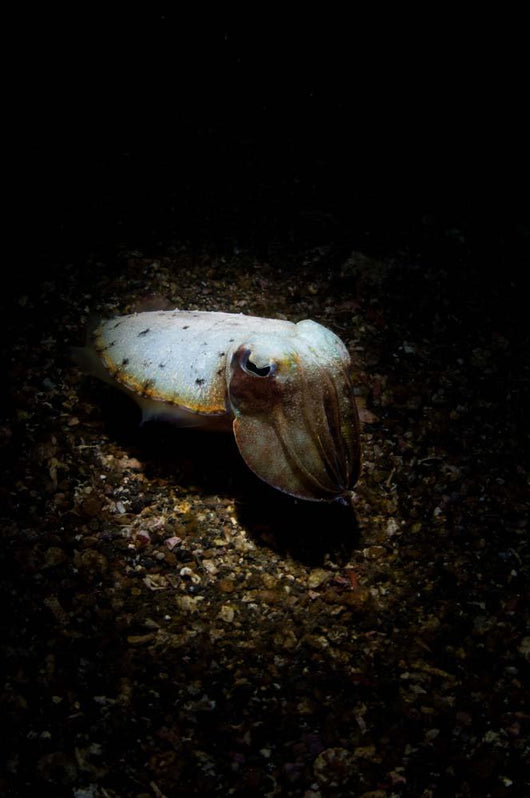Cuttlefish Spotlight North Sulawesi Wall Decal
