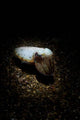 Cuttlefish Spotlight North Sulawesi Wall Decal