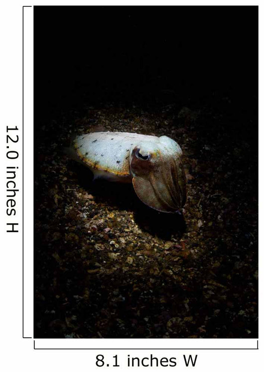 Cuttlefish Spotlight North Sulawesi Wall Decal