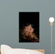 Halgerda Batangas Nudibranch North Wall Decal