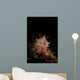Halgerda Batangas Nudibranch North Wall Decal