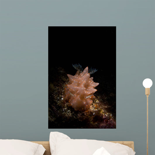 Halgerda Batangas Nudibranch North Wall Decal