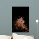 Halgerda Batangas Nudibranch North Wall Decal
