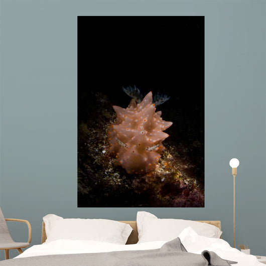 Halgerda Batangas Nudibranch North Wall Decal
