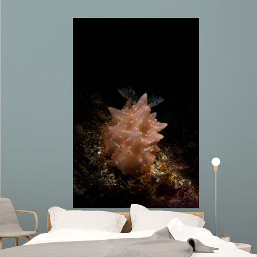 Halgerda Batangas Nudibranch North Wall Decal