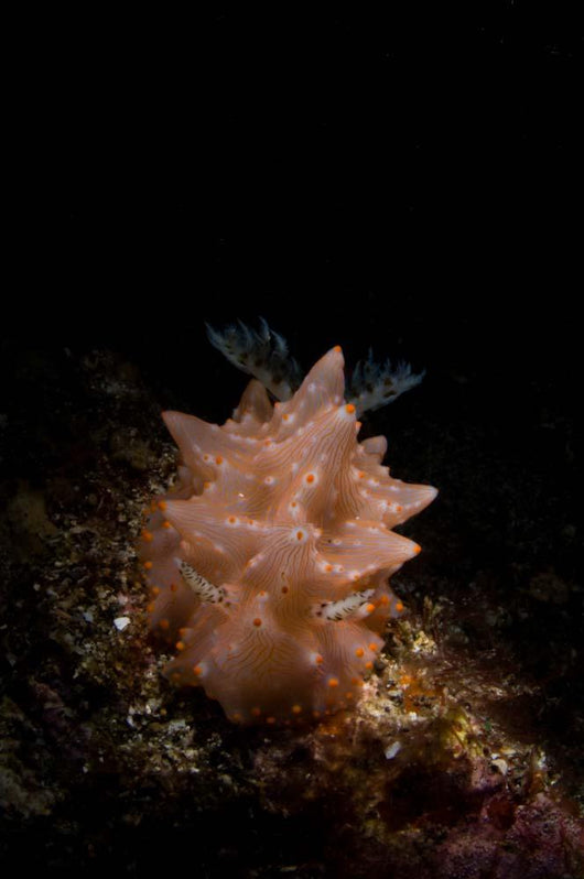 Halgerda Batangas Nudibranch North Wall Decal