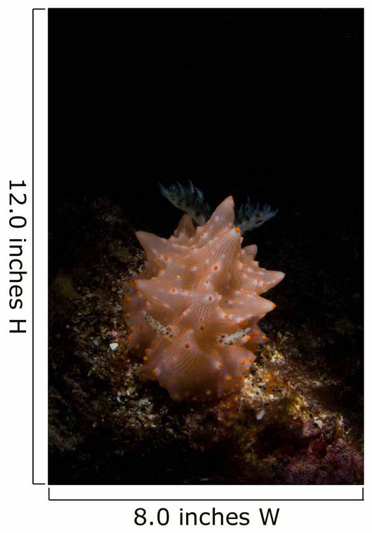 Halgerda Batangas Nudibranch North Wall Decal