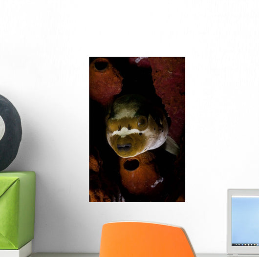 Blackspotted Pufferfish Sponge North Wall Decal