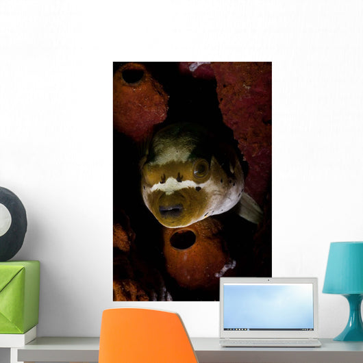 Blackspotted Pufferfish Sponge North Wall Decal