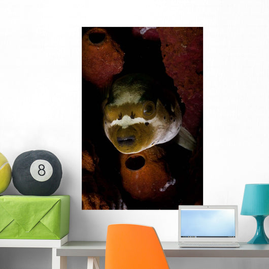 Blackspotted Pufferfish Sponge North Wall Decal