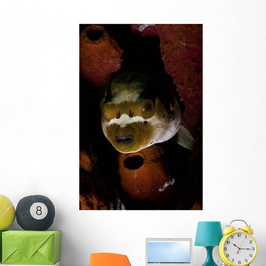 Blackspotted Pufferfish Sponge North Wall Decal