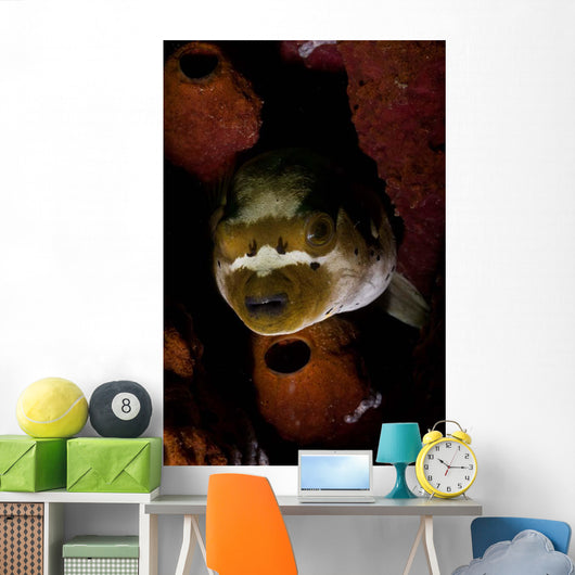 Blackspotted Pufferfish Sponge North Wall Decal