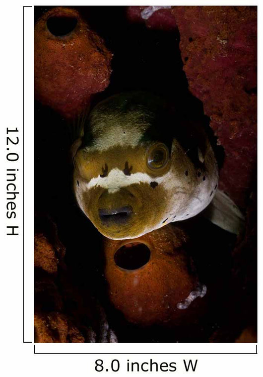 Blackspotted Pufferfish Sponge North Wall Decal