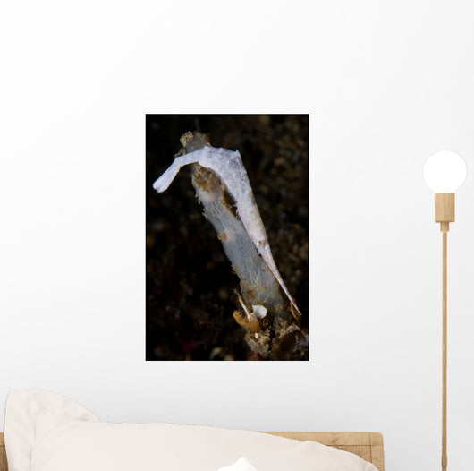 White Ocellated Tozeuma Shrimp Wall Decal