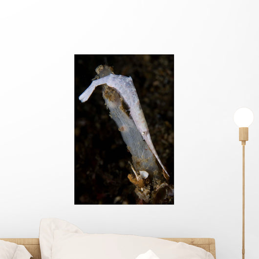 White Ocellated Tozeuma Shrimp Wall Decal